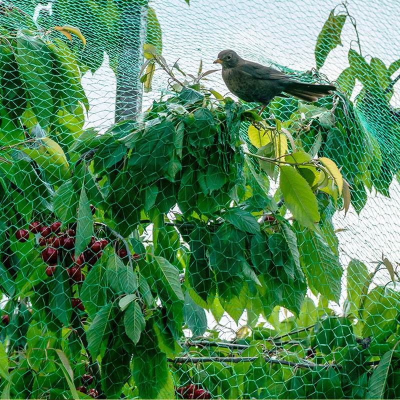 Application of anti-bird net in fruit trees